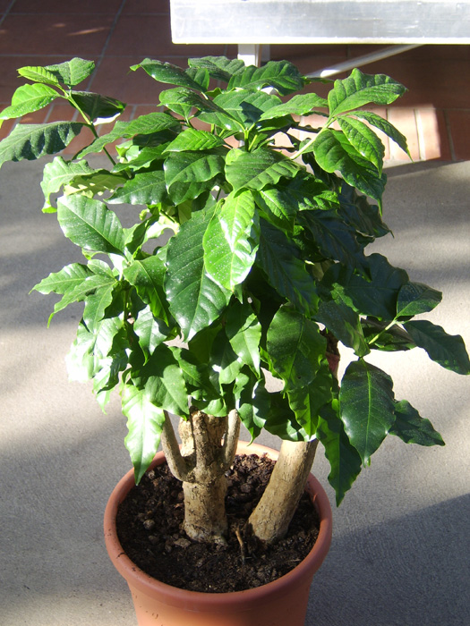 coffee shrub of Arabia,mountain coffee,arabica coffee,کوفه آ اربیکا
